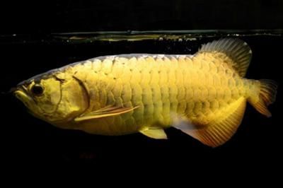龍魚對(duì)光線要求（關(guān)于龍魚對(duì)光線的要求）