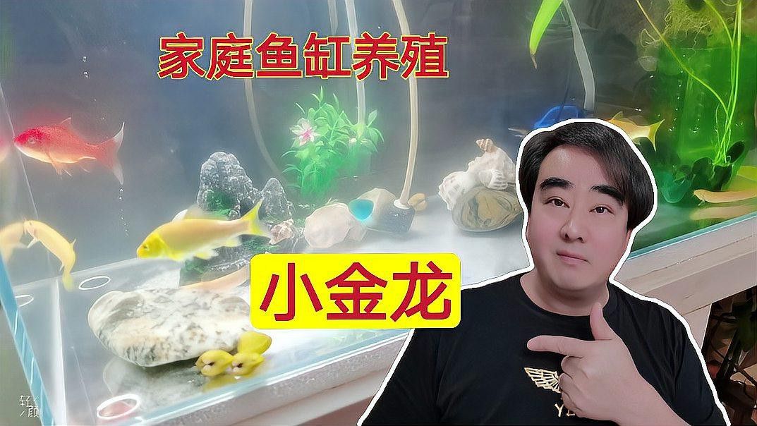 金龍魚能跟金魚一起養嗎怎么養 金龍魚能跟金魚一起養嗎怎么養 龍魚百科 第5張