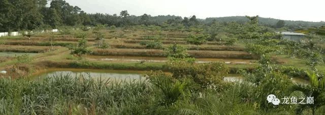 龍魚漁場，世界著名龍魚漁場介紹