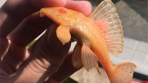 女王大帆魚喂食最佳時間，女王大帆魚喂食最佳時間需要根據(jù)其生活習(xí)慣來決定
