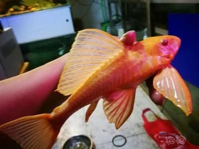 女王大帆魚喂食最佳時間，女王大帆魚喂食最佳時間需要根據(jù)其生活習(xí)慣來決定