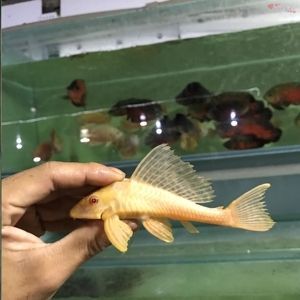 女王大帆魚喂食最佳時間，女王大帆魚喂食最佳時間需要根據(jù)其生活習(xí)慣來決定