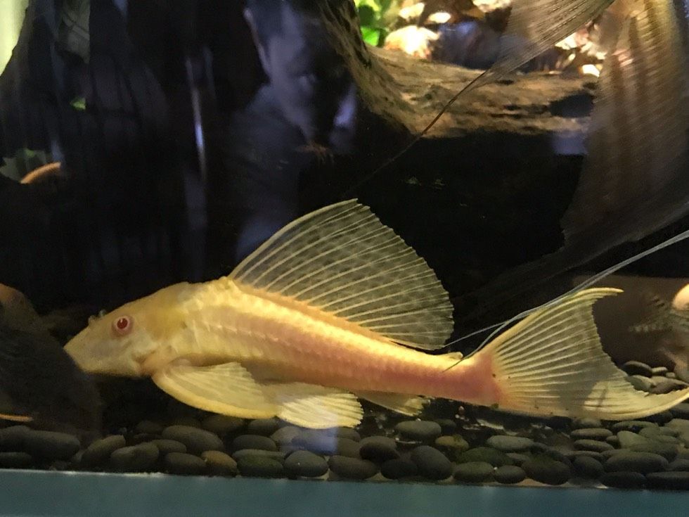 女王大帆魚喂食最佳時間，女王大帆魚喂食最佳時間需要根據(jù)其生活習(xí)慣來決定