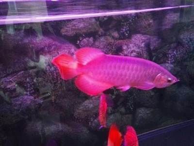 迷你小龍魚怎么養活（如何養活迷你小龍魚）