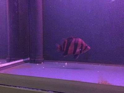 迷你小龍魚怎么養活（如何養活迷你小龍魚）