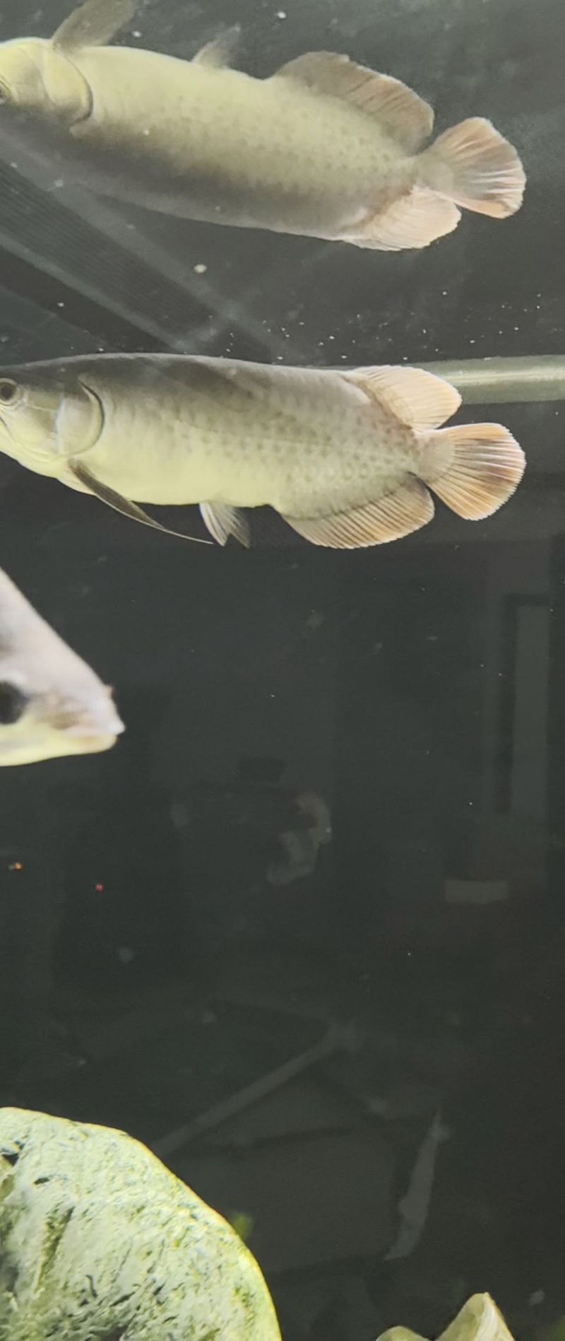 紅龍魚吧