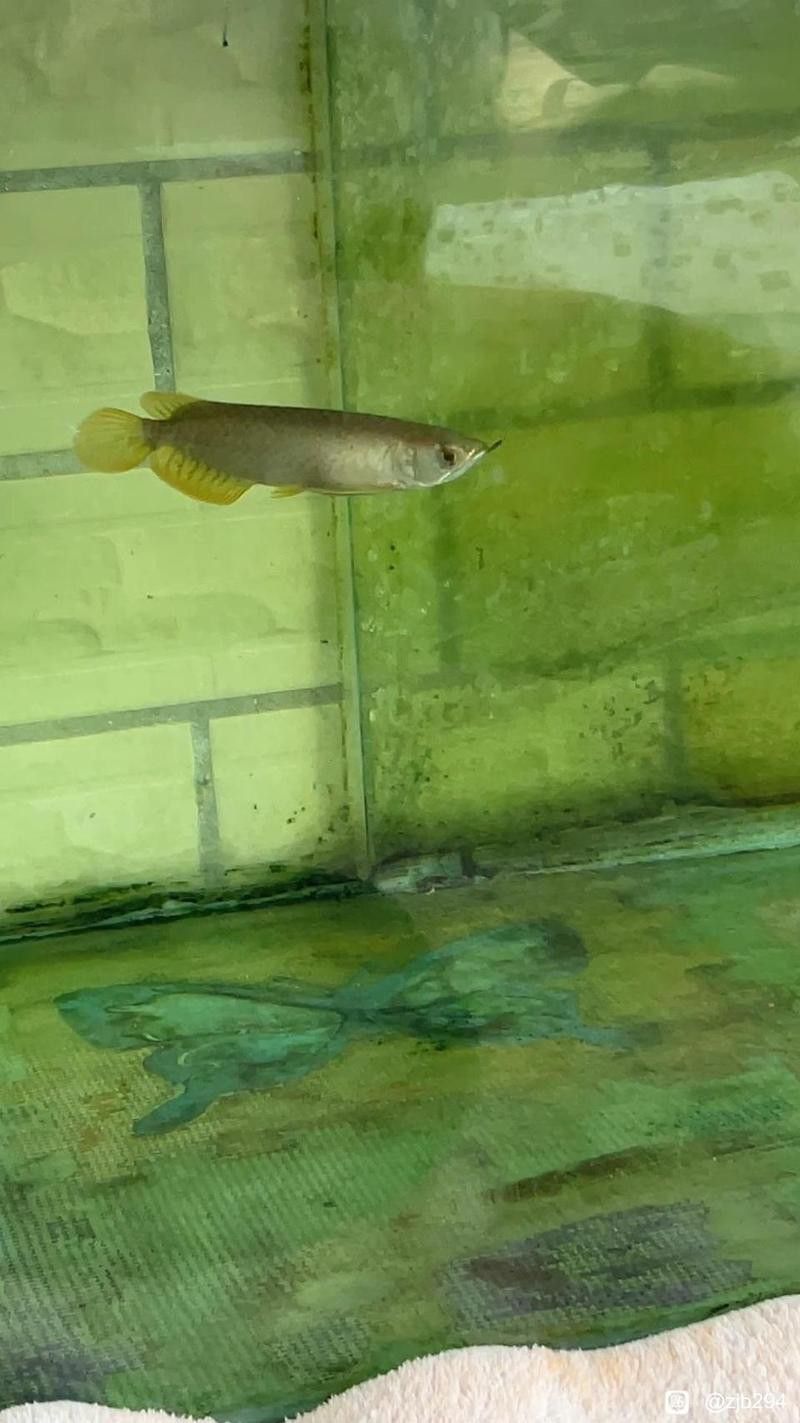 紅龍魚吧