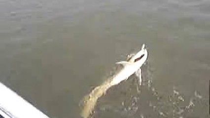 龍魚(yú)吃人嗎（龍魚(yú)會(huì)吃人嗎？）