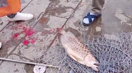 龍魚(yú)吃人嗎（龍魚(yú)會(huì)吃人嗎？）