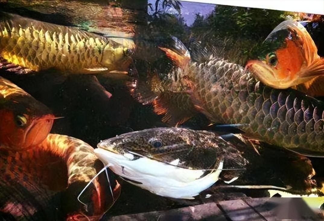 龍魚(yú)吃人嗎（龍魚(yú)會(huì)吃人嗎？）