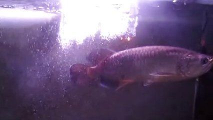 龍魚(yú)吃人嗎（龍魚(yú)會(huì)吃人嗎？）