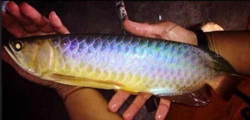 龍魚關刀下掛什么魚鉤（龍魚關刀下掛什么魚鉤龍魚關刀下掛什么魚鉤推薦）