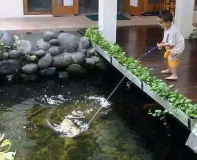 龍魚關刀下掛什么魚鉤（龍魚關刀下掛什么魚鉤龍魚關刀下掛什么魚鉤推薦）
