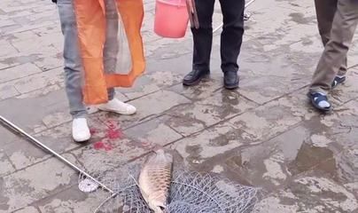 龍魚關刀下掛什么魚鉤（龍魚關刀下掛什么魚鉤龍魚關刀下掛什么魚鉤推薦）