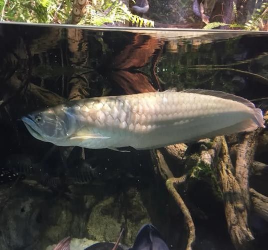 銀龍魚適合多大的魚缸養魚