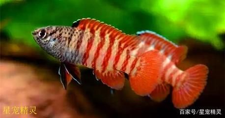 火焰變色龍魚吃什么【火焰變色龍魚吃什么找到15篇火焰變色龍魚的飲食需求】