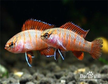 火焰變色龍魚吃什么【火焰變色龍魚吃什么找到15篇火焰變色龍魚的飲食需求】