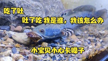 雷龍魚吃東西從鰓里出來（雷龍魚吃東西從鰓里出來是一種獨特的進食技巧的進化優勢）