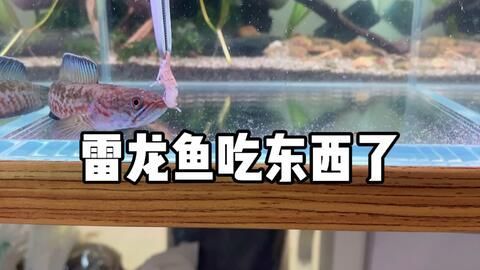 雷龍魚吃東西從鰓里出來（雷龍魚吃東西從鰓里出來是一種獨特的進食技巧的進化優勢）