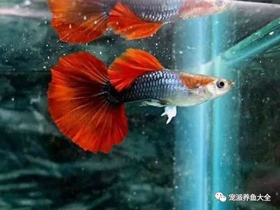 一條龍魚配九條錦鯉好嗎（一條龍魚配九條錦鯉是一個理想的混養組合嗎？）