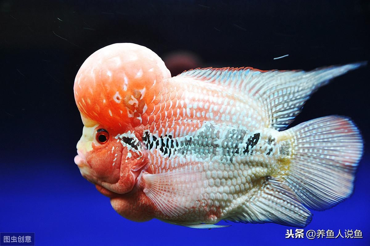哪種龍魚最值錢的魚排名：全球最值錢的魚排名，血紅龍500萬高價出售