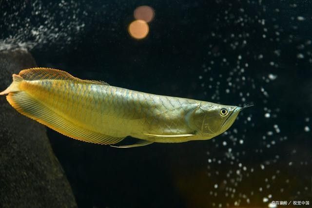 紅龍魚如何辨別真假：如何辨別紅龍魚的真偽？