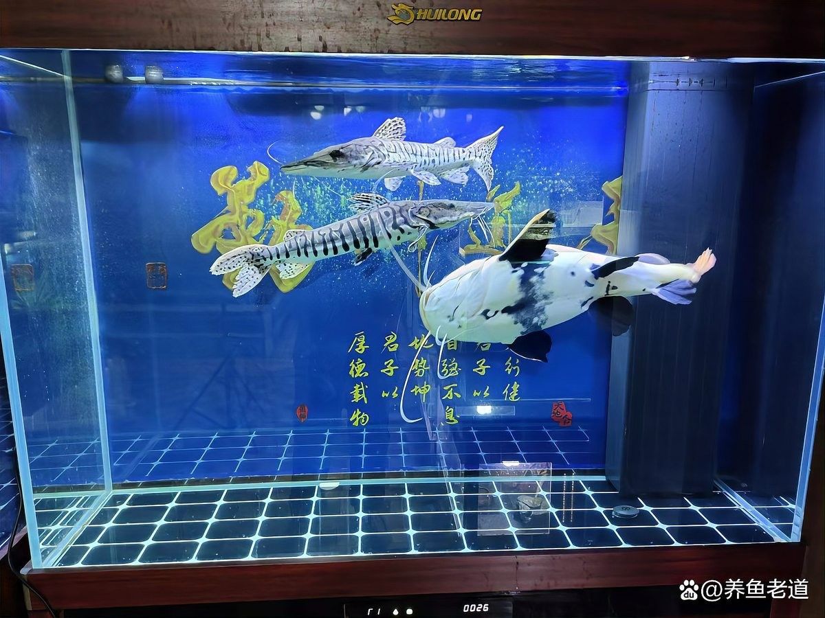 龍頭魚(yú)擺件換水時(shí)需要斷電嗎？
