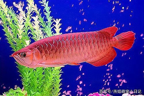 龍魚掉尾需要多久才能恢復？