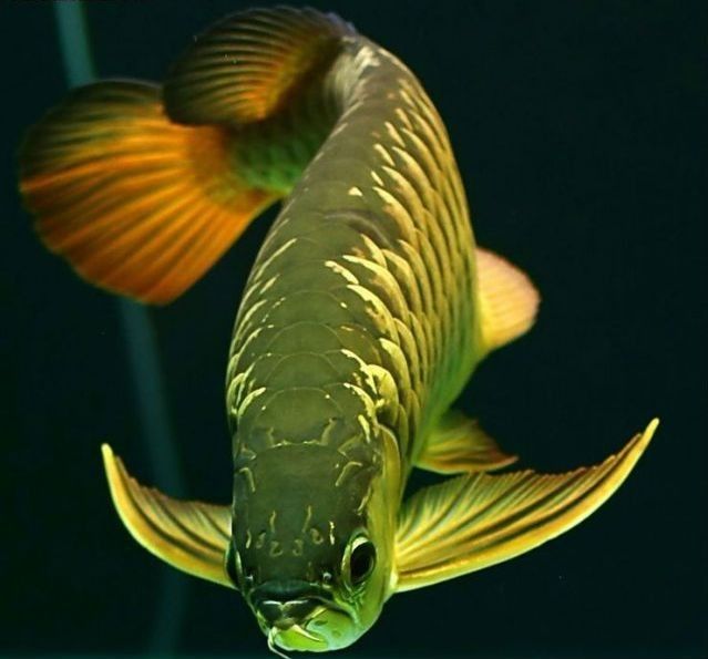 龍魚是冷水還是熱帶魚