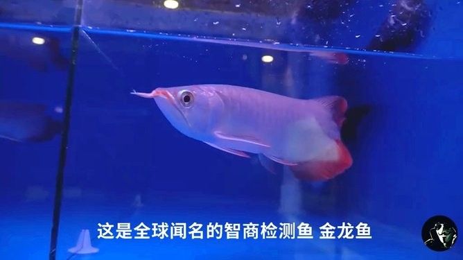 龍魚養(yǎng)殖場賺錢嗎現(xiàn)在 龍魚養(yǎng)殖場賺錢嗎現(xiàn)在 龍魚百科 第2張