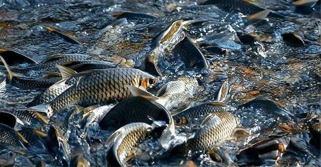龍魚養(yǎng)殖場賺錢嗎現(xiàn)在 龍魚養(yǎng)殖場賺錢嗎現(xiàn)在 龍魚百科 第3張