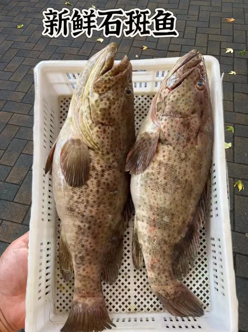 石斑魚和龍躉的價格差異大嗎？