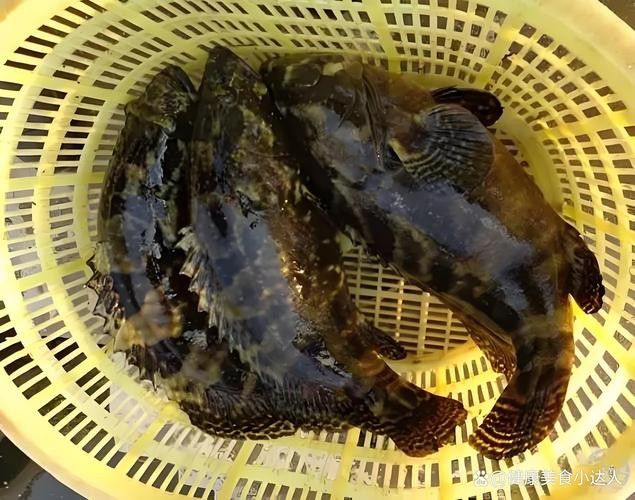 石斑魚和龍躉的價格差異大嗎？