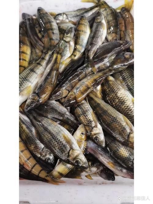 石斑魚和龍躉的價格差異大嗎？