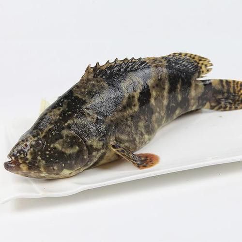 石斑魚和龍躉的價格差異大嗎？