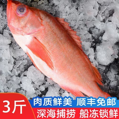 石斑魚和龍躉的價格差異大嗎？