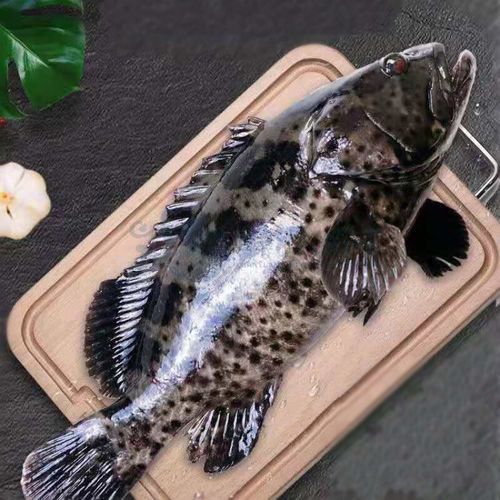 石斑魚和龍躉的價格差異大嗎？