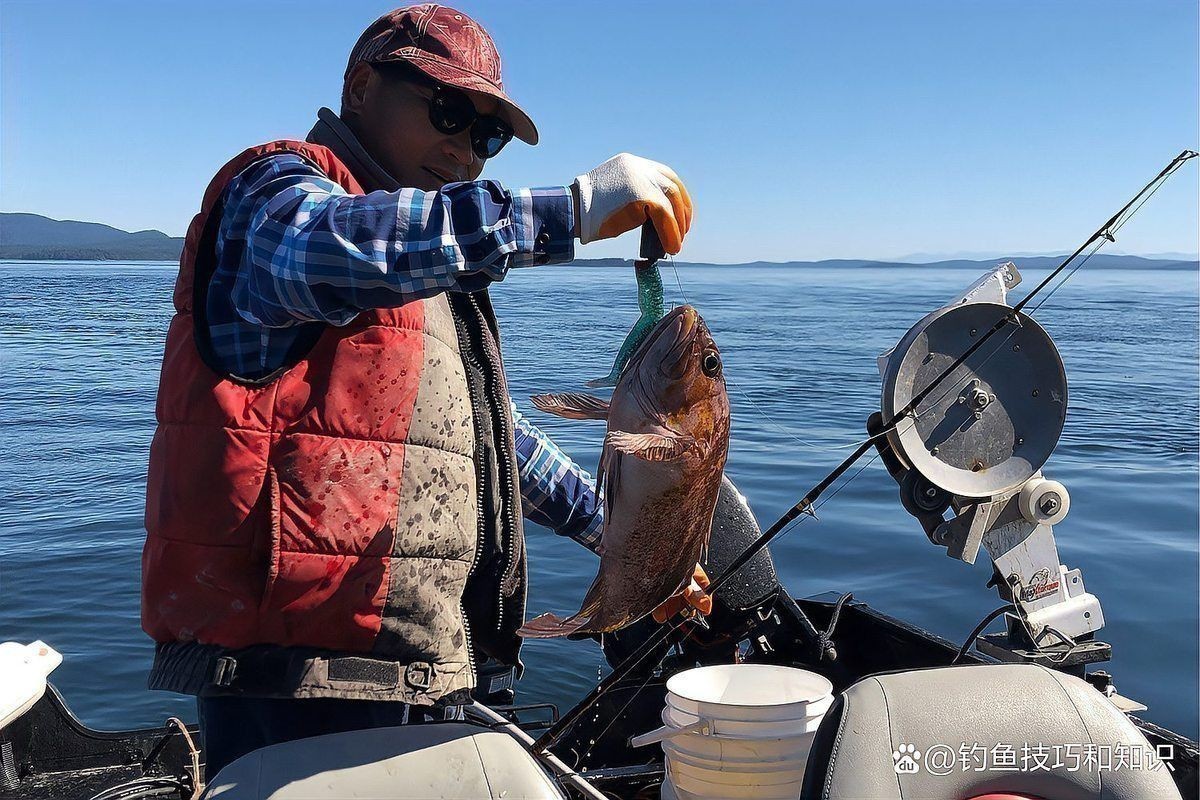 龍躉魚屬于什么檔次