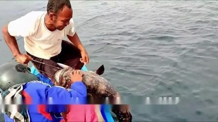 龍躉魚屬于什么檔次
