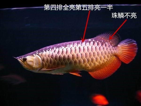 金龍魚是什么？：金龍魚是一個廣泛使用的名稱，它既可以指代一種魚類