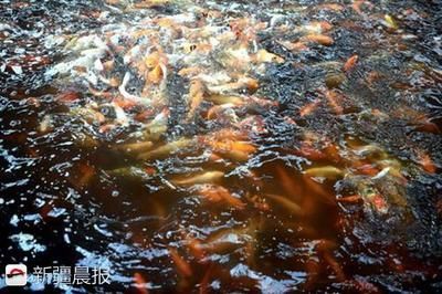 龍魚怎么燒不會碎呢：龍魚怎么燒不會碎？掌握這些技巧，魚肉鮮嫩完整不散架
