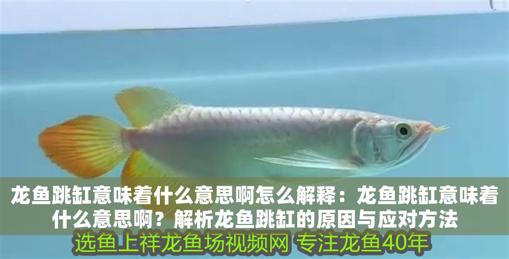 龍魚跳缸意味著什么意思啊怎么解釋：龍魚跳缸意味著什么意思啊？解析龍魚跳缸的原因與應對方法