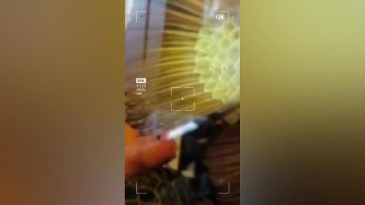 龍魚尾巴上有白色疙瘩用什么藥好：龍魚尾巴上有白色疙瘩怎么辦