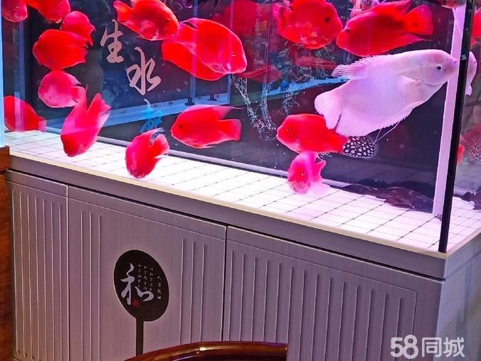 西安龍魚轉讓最新信息網址 西安龍魚轉讓最新信息網址 龍魚百科 第2張