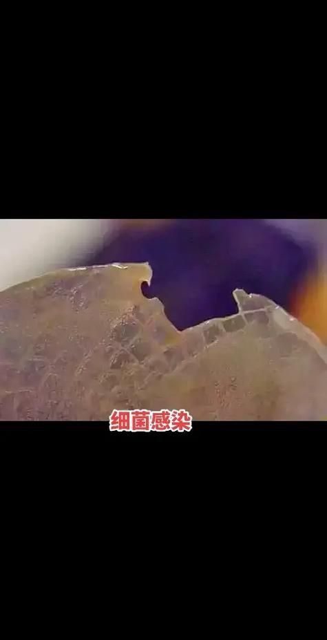 龍魚鱗片疾病圖解