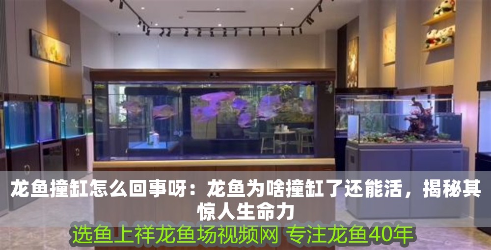 龍魚撞缸怎么回事呀：龍魚為啥撞缸了還能活，揭秘其驚人生命力