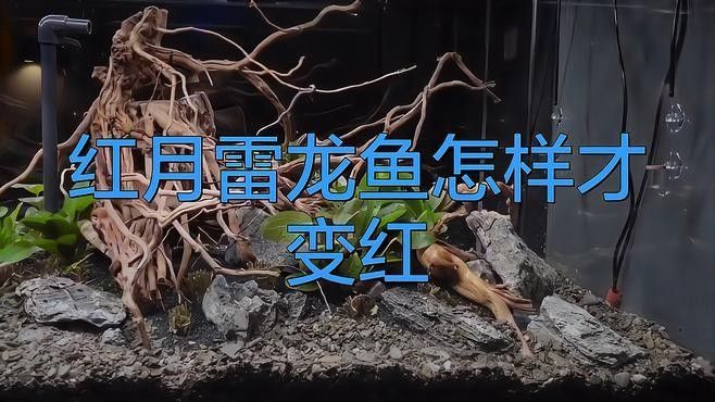 雷龍魚什么環(huán)境發(fā)色好些