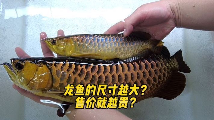 品相好的龍魚多少錢一只啊，品相好的龍魚價格因品種、大小和稀有程度而異