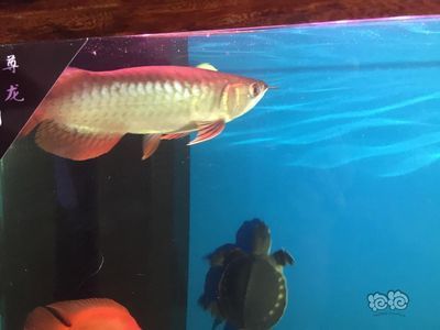 品相好的龍魚多少錢一只啊，品相好的龍魚價格因品種、大小和稀有程度而異