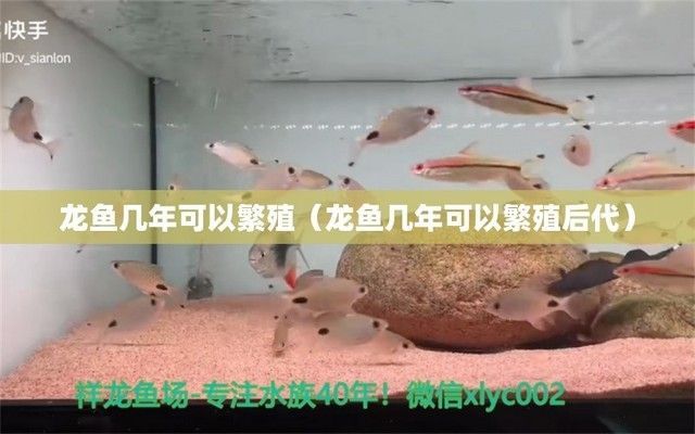 恐龍魚多大成年可以繁殖（六角恐龍魚的成年和繁殖能力與其種類、生長環境和營養狀況密切相關）